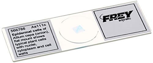 Frey Scientific Lieder Prepared Onion Epidermal Cells Microscope Slide, Angiospermae Class, 3" Length x 1" Width