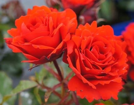 Apuldram Roses "REMEMBERANCE" - Floribunda Bush rose (Bare Root)