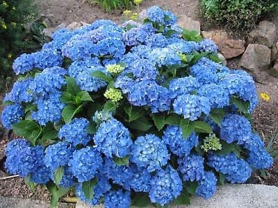 Hydrangea macrophylla Adria, Hydrangea Adria Plant in 9 cm Pot