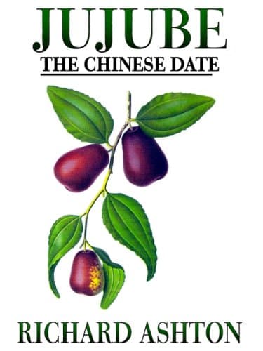 Jujube, The Chinese Date