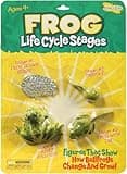Frog Life Cycle Stages