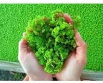Azolla seeds seed/duckweed pack of 100
