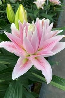 SVG® Double Oriental Lily Flower Bulbs for Home and Gardening, pack of 5 Bulbs (SOFT PINK)
