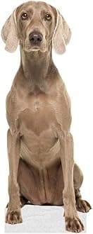 Dog - Weimaraner - Life Size Cardboard Cutout Standup People with Support Standee | Animals -