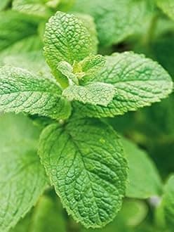 herb seed F1 Hybrid Pack for home garden planting and Gardening (pack of 1 paket) (MINT)