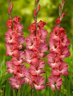 Radha Krishna Agriculture® Gladiolus Flower Bulbs All session Imported Vearty for Home and Gardening Pack of 5 bulbs (MAROON)