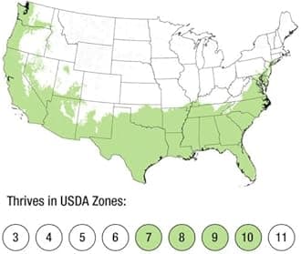 Purple Daydream Dwarf Loropetalum (2 Gallon) Compact Evergreen Shrub with Pink Blooms - Full Sun to Part Sun Live Outdoor Plant