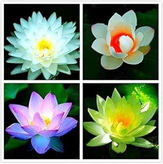 All Season Hybrid Lotus Seeds – Dwarf Rainbow Kamal Gatta Beej for Indoor Water Bowls, Organic Multicolour Flowers, Home Garden (30 + Seeds)