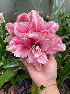 SVG® Imported Double Amaryllis Lily Flower Bulbs for Planting and Gardening, Pack Of 2 Bulbs (Light Magenta)