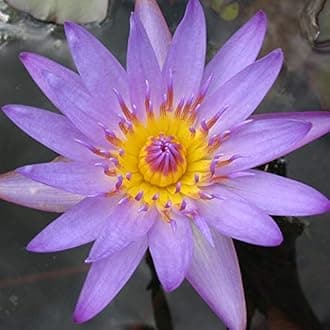 Live Water Lilies Rhizomes (Tubers) | Pre-Grown Hardy Lilies in White, Red, Yellow, Pink (Purple)