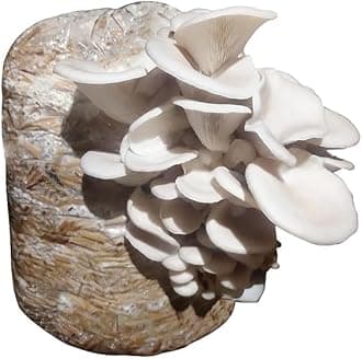 White Oyster Mushroom Spawns (200, Grams)