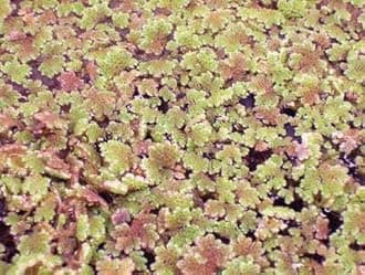 865400 - Azolla - Azolla - Each