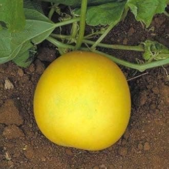 Indian Cucumber Seeds