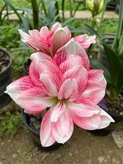 SVG® Imported Double Amaryllis Lily Flower Bulbs for Planting and Gardening, Pack Of 5 Bulbs (Magenta)