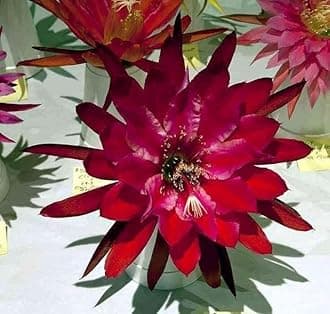Red Brahma Kamal Live Plant Saussurea Obvallata Night Queen Lady of The Night King of Himalayan Flowers Sacred Saussurea Night blooming Cereus Healthy Live Plant Without Pot