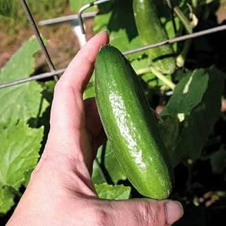 Park SeedVariety of Cucumber Seeds, Planting Cucumbers, Vegetable Seeds, Easy to Grow, Non-GMO, Perfect for Harvesting, Baby Hybrid, 2 x Pack of 10