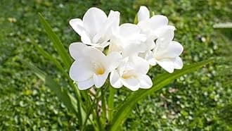 Rajnigandha Double Flowering Bulbs (White, 10 Bulbs) | Fragrant Flowers Grow for Pots | Flower Plants, Bulbs for Indoor Home Decor | Night Bloom Flowering Bulbs for Home Garden.