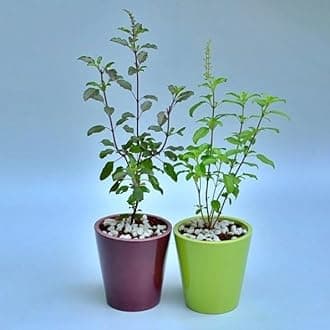 Live Ayurvedic Rama And Shyama (Pack 2), Kali | Hari | Rama | Krishna tulsi for pooja Holy plant for Garden with plastic pot (Tulsi Plant)