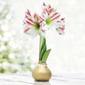 Gingerbread Amoice Waxed Amaryllis Flower Bulb with Stand, No Water Needed