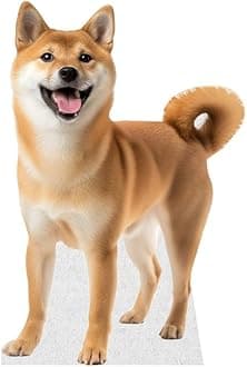 Dog - Shiba Inu - Life Size Cardboard Cutout Standup People with Support Standee | Animals -