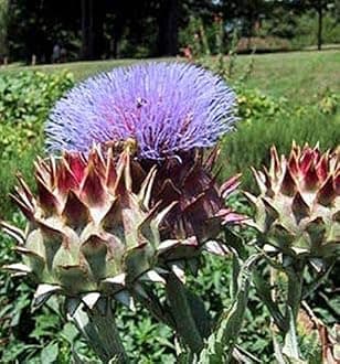 Pieno Inerme Cardoon - Extremely RARE!!!- An Italian cardoon!!!! (25 - Seeds)