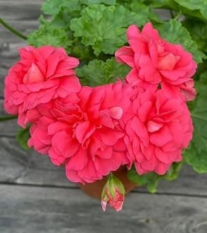 Radha Krishna Agriculture® Geranium Imported Flower Seeds For Home Gardening | Pack Of 50 To 70 Seeds (Yellow)