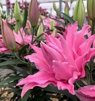 - SVG® Oriental lily Double Imported Flower Bulbs All season for Your Home and Gardening Pack 2 bulbs (PURE PINK)