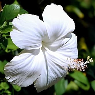 Wonderful Rare Double Petel White Hibiscus Flower Plant || For Home Garden Outdoor & Indoor Plant.