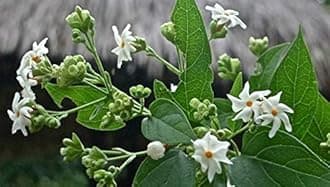 Shukla Business group Parijaat live plant Parijat/harsingar ka podha with Free Organic fertilizer