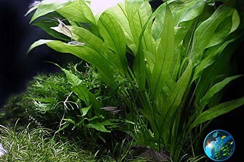 AquaticMagic Echinodorus amazonicus x 3 Live Plant INV