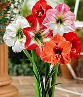 Amaryllis Lily Flower Bulbs (Pack of 10 Bulbs)