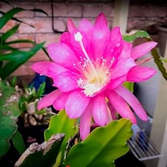 Oxygeen Purple Brahma Kamal Live Plant Saussurea Obvallata Night Queen Lady of The Night King of Himalayan Flowers Sacred Saussurea Night blooming Cereus (Without Pot) Pack of 1 Healthy Plant