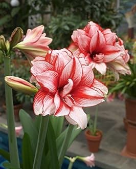 Amaryllis Holland Double Imported Flower Bulbs for Home and Gardening Pack of 2 Bulbs (RED WTH WHITE)