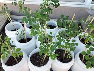 Moringa plant live, Drumstick, Moringa, Sahjan 1 live plant
