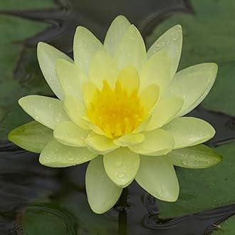 - Waterlily Live Plant | Aquatic Pond & Tub Plant | Live Nymphaea Waterlily (Yellow)
