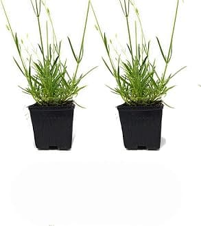 L+ Findlavender Lavender x Intermedia Phenomenal (4" Size Pots, Bee Friendly, Evergreen, 2 Live Plants)