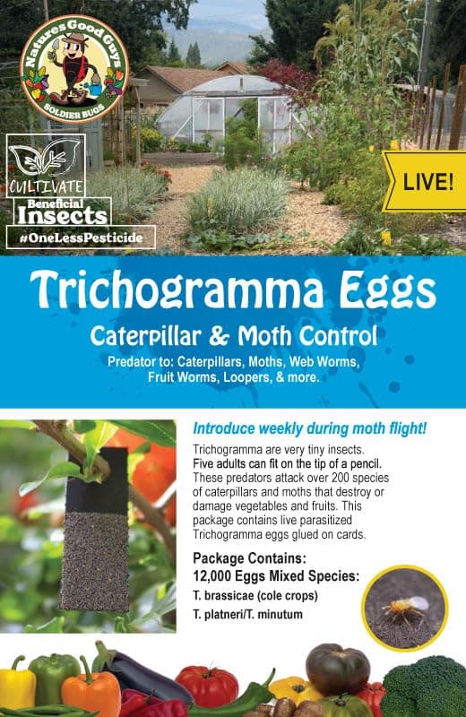 Trichogramma 3 Squares/ 12,000 Eggs