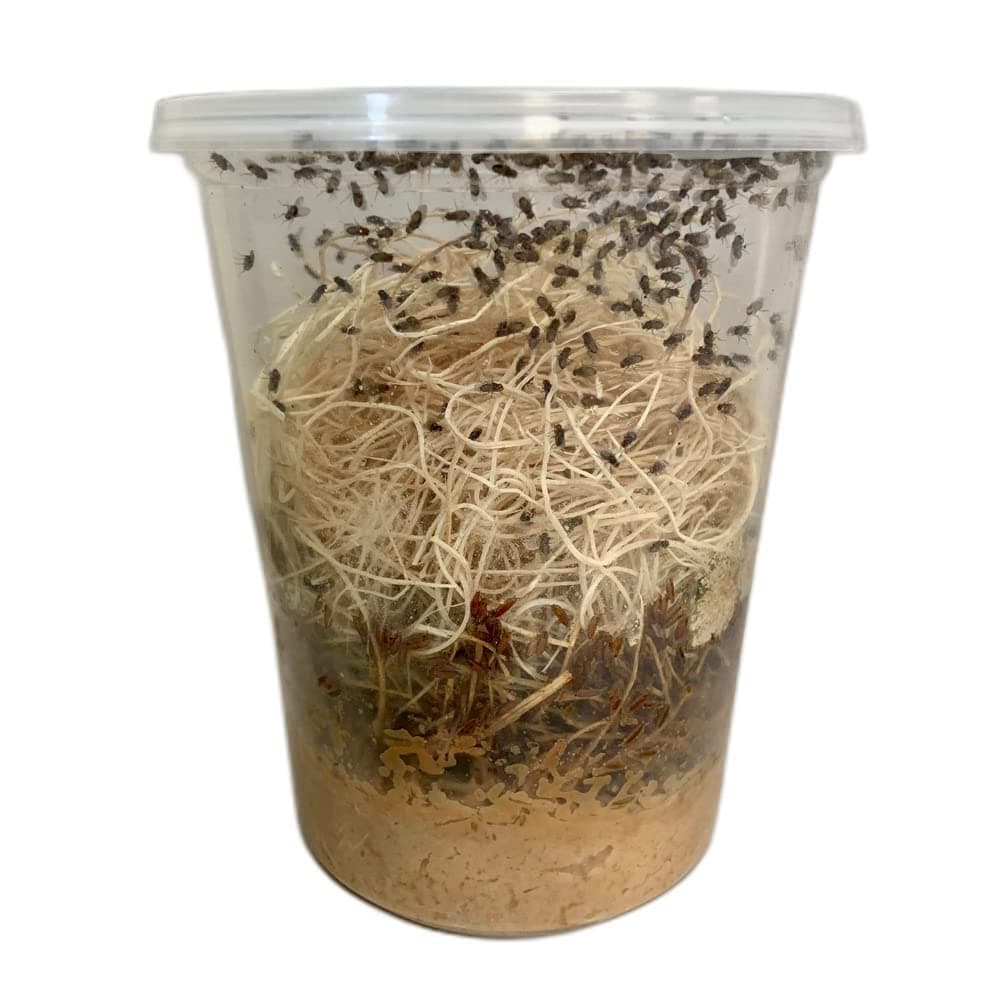 Freshly Started Flightless Drosophila Hydei Fruit Fly Culture