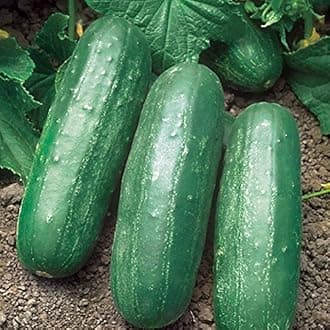 Park Seed Variety of Cucumber Seeds, Planting Cucumbers, Vegetable Seeds, Easy to Grow, Non-GMO, Perfect for Harvesting, Eureka Hybrid, Pack of 30