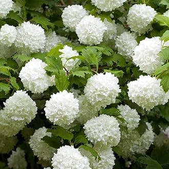 YouGarden Viburnum Opulus 'Roseum' Snowball Tree in 2-3 Litre Pot, Evergreen Shrubs Autumn Flowering Plants, Outdoor Plants for Pots All Year Round, Outdoor Shrubs for Gardens Viburnum