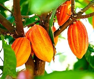 Fresh Cacao Seeds for Planting - Wet Cocoa Seeds - Make Chocolate, Great as Bonsai (8 Seeds)