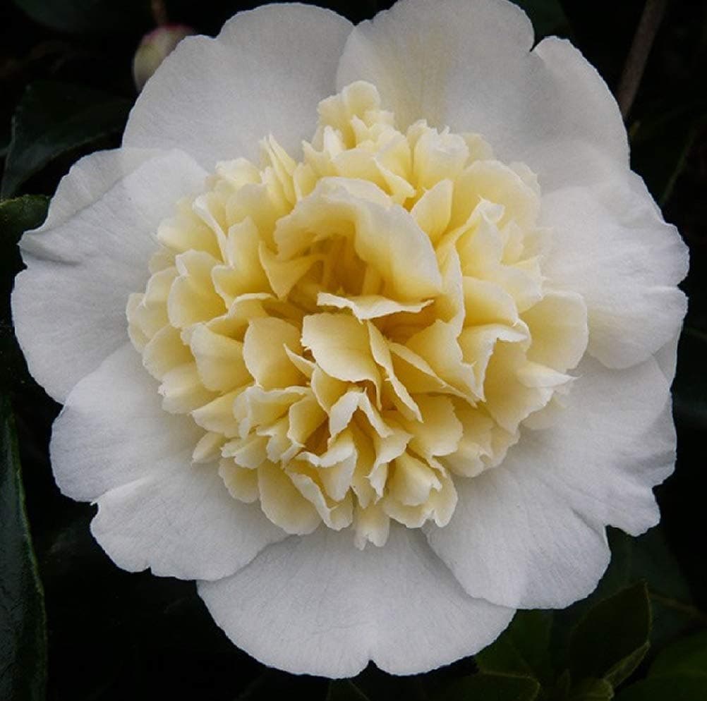Camelia Jury's Yellow