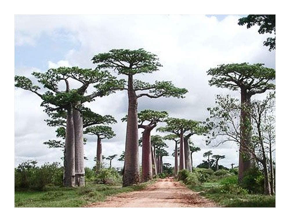 Adansonia perrieri - Perrieri Baobab - Monkey Bread Tree - 3 Seeds