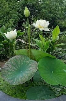 Lotus Live Plant (Tuber),Pure White colour,Original Variety, All Time Bloom