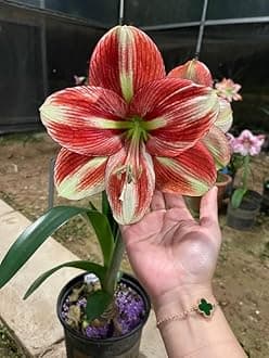 SVG® Imported Double Amaryllis Lily Flower Bulbs for Planting and Gardening, Pack Of 2 Bulbs (Orange & Cream)