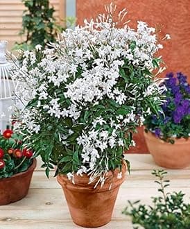 Bigreen Chameli Jasmine Live Flowering Plant with Fragrant White Blooms | Indoor Outdoor Plant in Decorative Plastic Pot | Easy Care Live Plant for Home Garden Balcony Decor (Pack of 1)