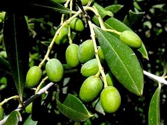 LEAF JIBON, All Time Thai Sweet Olive Live Plant Air Layered/Grafted, Misti Jolpai, (Pack Of 1) Healthy Fruit Tree