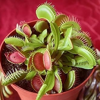 YouGarden Venus Fly Trap, 'Dionaea muscipula' Jumbo Plant in 12cm Pot, Easy to Care Exotic Indoor Plant for The Home and Office, Carnivorous