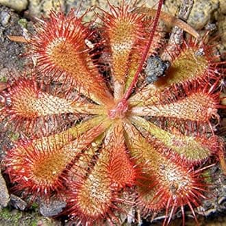 Seeds 20 pcs Drosera Clip Venere jugging Seeds insectivori Garden Plant The Seeds of The Family Bonsai in vase semi -Indoor Perennial Jacket ciaippamosche Green Seed