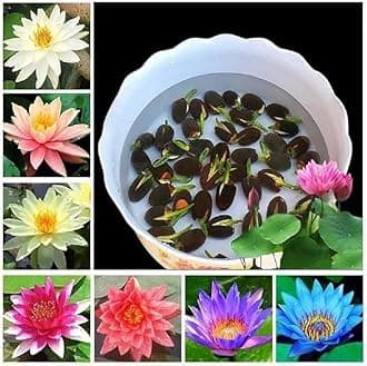 VISIONEX Lotus Seed for Planting in Water Indoor | Multicolor - All Mix Color Lotus Kamal Gatta Flower Seed, Home Gardening, Live Water Indoor, Outdoor, Home Balcony (20)